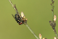 Chrysomya chloropyga