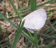 Celastrina neglecta