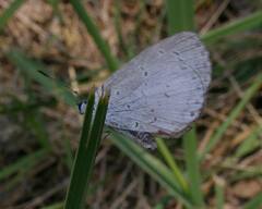 Celastrina neglecta