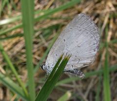 Celastrina neglecta