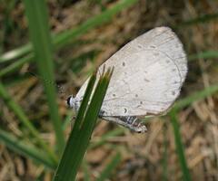 Celastrina neglecta
