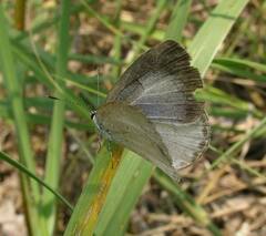 Celastrina neglecta