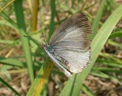 Celastrina neglecta