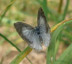 Celastrina neglecta