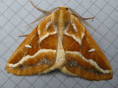 Caripeta angustiorata