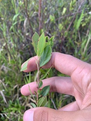Ericaceae