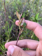 Ericaceae