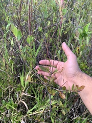 Ericaceae