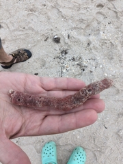 Amphimedon compressa