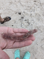 Amphimedon compressa