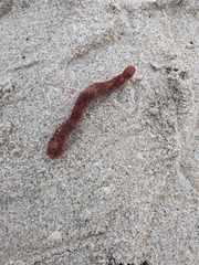 Amphimedon compressa