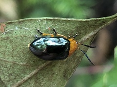 Lamprolina simillima