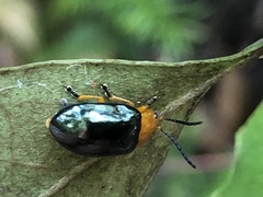 Lamprolina simillima