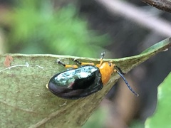 Lamprolina simillima