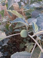 Datura wrightii