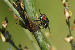 Chrysomya chloropyga