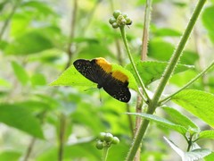 Mooreana trichoneura