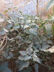 Datura wrightii