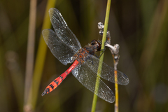 Austrothemis nigrescens