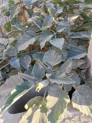 Datura wrightii
