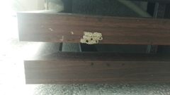 Paraleptomenes miniatus