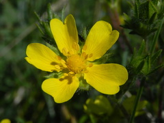 Potentilla pedata