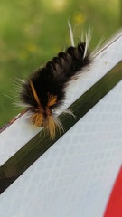 Halysidota ruscheweyhi