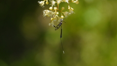 Gasteruption longicolle