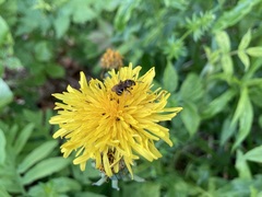 Lasioglossum
