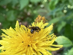 Lasioglossum
