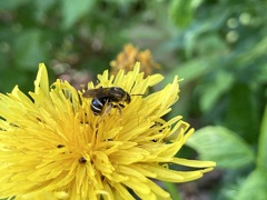 Lasioglossum