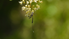 Gasteruption longicolle