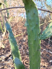 Opuntia karwinskiana