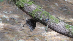 Morpho helenor