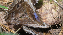 Morpho helenor