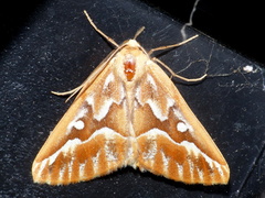 Caripeta piniata