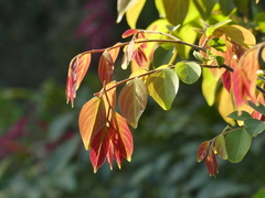 Ventilago madraspatana