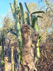 Opuntia karwinskiana