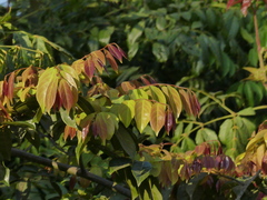 Ventilago madraspatana