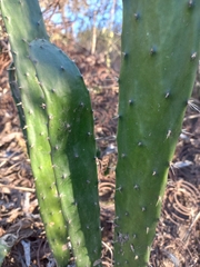 Opuntia karwinskiana