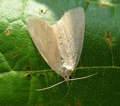 Protodeltote albidula