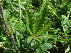 Potentilla pedata
