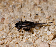 Teleogryllus commodus