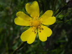 Potentilla pedata
