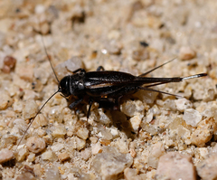 Teleogryllus commodus