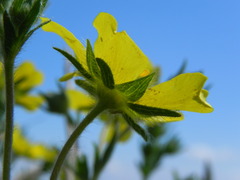 Potentilla pedata