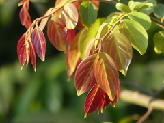 Ventilago madraspatana