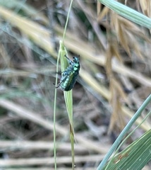 Diphucephala colaspidoides