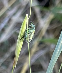Diphucephala colaspidoides