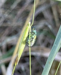 Diphucephala colaspidoides